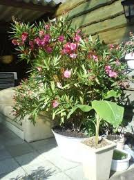 Oleander (nerium oleander) is winterhard in de united states department of agriculture stoerheid zones 8 tot en met 10. Winterharde Oleanders Groeninfo Com Tuinforum