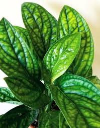 Epipremnum Pinnatum Marble Planet Monstera Peru Karstenianum 30cm Pre Order Available On Th Epipremnum Pinnatum Fast Growing Plants Plants