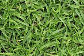 Improved, fine textured bermuda grass seed varieties are used throughout the central and southern climates on golf courses, athletic fields, high profile residential lawns and commercial landscapes where a fine textured, attractive, dense ground cover is. How To Make Bermuda Grass Thicker 8 Impactful Strategies Pepper S Home Garden