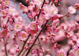 Maybe you would like to learn more about one of these? Know Your Spring Blossom