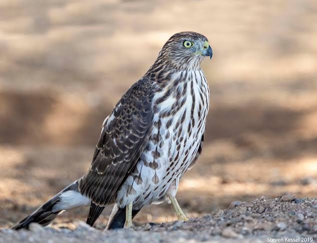 Cooper's Hawk — Juvenile – Sonoran Images