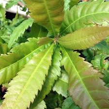 Image result for Myrica pilulifera