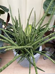 Image result for Sansevieria dooneri