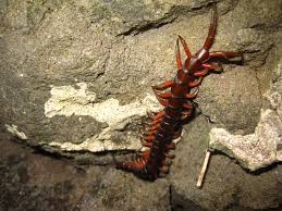 Maybe you would like to learn more about one of these? Bugs In Hawaii The Bad News Living In Hawaii Moving To Oahu Maui Kauai Big Island