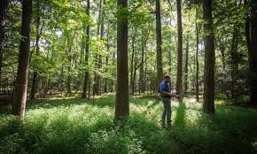 Structurally complex forests better at carbon sequestration