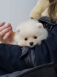 Pomeranian Boo Yavrular Ucretli Sahiplendirme Pomeranian Boo Yavrular Ucretli Sahiplendirme Kopek Kopekseverler K Cute Dogs Pomeranian Boo Puppies