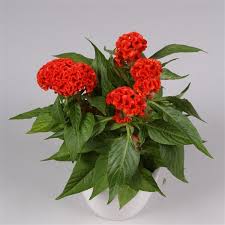 Image result for Celosia nervosa