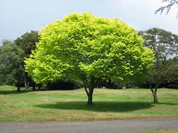 Trees virginia is registered with the state as the virginia urban forest council. Trees Over Property Lines In Virginia Chaplin Gonet