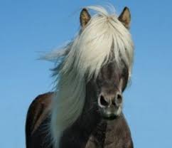 distri horse33 cheval shiatsu mustang cheval crins de cheval cheval islandais