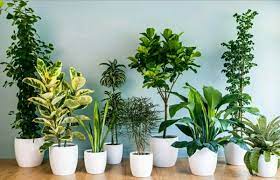 Tanaman bunga geranium sangatlah cantik jika dijadikan sebagai tanaman hias dan cocok ditanam dalam media pot gantung. 5 Jenis Pot Tanaman Untuk Berkebun Dengan Kelebihan Dan Kekurangannya Bukareview