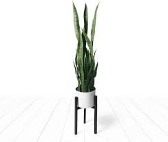 We did not find results for: Amazon Com Fake Snake Plant Faux Snake Plant Artificial Snake Plant 38 Large Faux Sansevieria Plant Artificial With 28 Tall Leaves Thick Durable Pot And Stand For Indoor Modern Decor Mother In Law