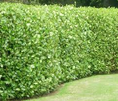 We did not find results for: Bethlehem Garden Centre Tauranga Hedging Screening