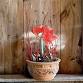 Winter Bulb Planter Workshop @ Snug Harbor Farm event image