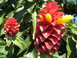 Image result for Costus