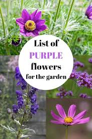 Below is a list of plants that are blooming. List Of Purple Flowers That Are Easy To Grow Gardening Channel