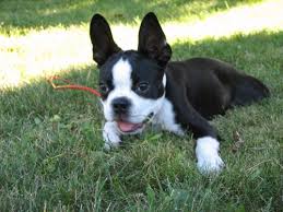 Simply the best bostons for your family. Boston Terrier Simple English Wikipedia The Free Encyclopedia
