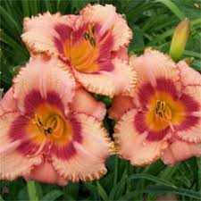 Image result for Monadenium spinulosum