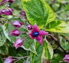 Image result for Clerodendrum abilioi