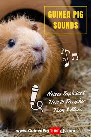 Pin On Guinea Pigs Behavior
