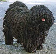 The tight curls of the coat appear similar to dreadlocks. Puli Hungarian Puli Dog Breed Information Images K9 Research Lab