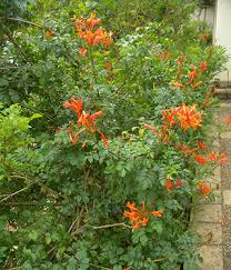 Image result for Tarenna pavettoides