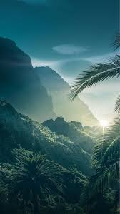 Palm Cover Screen Foto Nature Palms Background Achtergrond Landscape Wallpaper Beautiful Wallpapers Nature Photography
