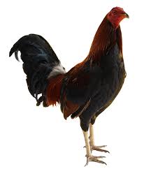avalerion alimento para aves de combate avalerion alimento para aves de combate