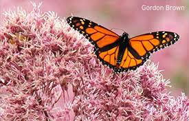 We did not find results for: Home Native Plants Finder