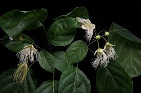 Image result for Capparaceae