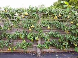 Check spelling or type a new query. Fruit Trees In Winter In Melbourne Pruning Planting And Care Leaf Root Fruit Gardening Services