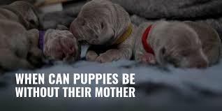 I've seen mothers that are very focused on their master and don't mind puppies going and see it as a relief. When Can Puppies Be Without Their Mother Legally Ethically Faq