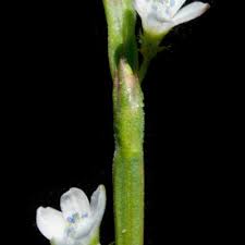 Image result for Oxygonum sinuatum