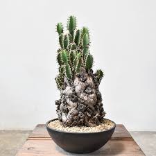 Image result for Euphorbia mlanjeana