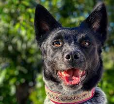 We did not find results for: The Blue Heeler Border Collie Mix Everything You Need To Know K9 Web
