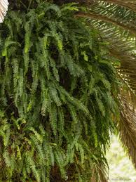 Image result for ledviník