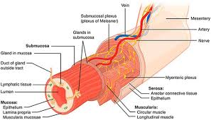 The picture you have in your mind of the nervous system probably includes the brain, the nervous tissue contained within the cranium, and the spinal cord, the extension of nervous tissue within the vertebral column. Advances In Enteric Neurobiology The Brain In The Gut In Health And Disease Journal Of Neuroscience