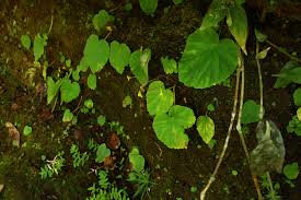 Image result for Begonia oxyloba