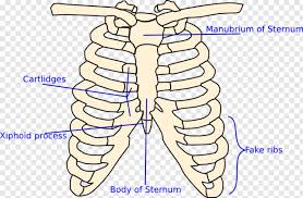 Rib cage, basketlike skeletal structure that forms the chest, or thorax, made up of the ribs and their corresponding attachments to the sternum and the vertebral column. Rib Cage Rib Cage Diagram Simple Hd Png Download 600x393 2274374 Png Image Pngjoy