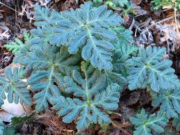 Image result for Sinopteridaceae