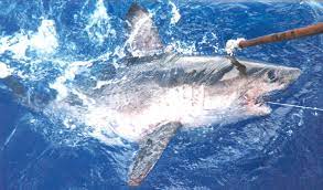 We are a totally volunteer, open source, free content, public domain project. Salmon Shark Wikipedia