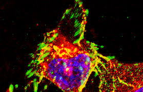 Animal cell culture, in vitro cell growth, media, micropropagation, plant tissue culture animal cell culture and plant tissue culture are two types of cell culture techniques used to grow cells in vitro. Dissociation Reagents Atcc