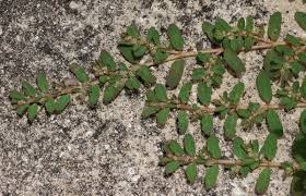 Image result for Euphorbia ophthalmica
