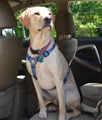 There are many supplies lying around your home that you can utilize. Unique Ways To Remove Dog Hair From Car Seats Tripswithpets Com