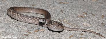 464 light brown baby snake products are offered for sale by suppliers on alibaba.com. Brown Snake Storeria Dekayi