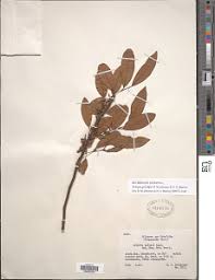 Image result for Xylopia acutiflora