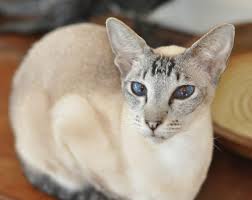 Tresor siamese & balinese cats is located in northern california, in a city called citrus heights. Sahja Siamese Oriental Siamese Lynx Point Cats Lynx Point Kittens