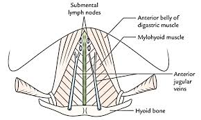 Learn everything about the neck muscles with our video tutorials, quizzes, articles, and labeled diagrams when the costal attachment of the scalenus posterior muscle is fixed, the unilateral contraction of the muscle results in the ipsilateral lateral flexion of the neck. Easy Notes On Anterior Triangle Of The Neck Learn In Just 3 Minutes Earth S Lab