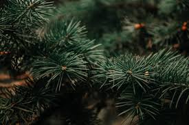 The reason for the downward angle is so the hole will hold the roundup. Pine Tree Diseases And How To Treat Them Lawnstarter