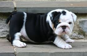 Solid black color is not considered acceptable in the breed. English Bulldogs Deluxe Bulldogs Adoption Providing Quality Akc Bulldog Puppies