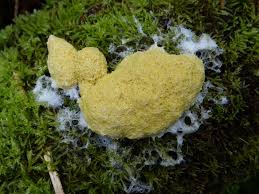 Der wiesenchampignon (agaricus campestris) ist auch unter dem namen. Gelbe Lohblute Wikipedia